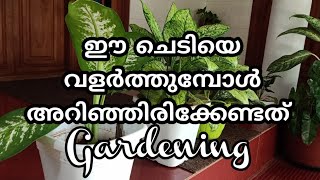 ഈ ചെടികളെ വളർത്തുമ്പോൾ Gardening Malayalam  /𝑫𝒊𝒆𝒇𝒇𝒆𝒏𝒃𝒂𝒄𝒉𝒊𝒂 Plant Caring / Pot Painting / Zain World