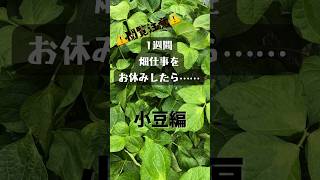 農業初心者【小豆栽培】害虫？枝は折れたり枯れたり腐ったり…壊滅的🫨辛#農業 #家庭菜園 #shorts #short #redbeans