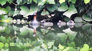 カイツブリ父さん 子育て奮闘記Ⅹ