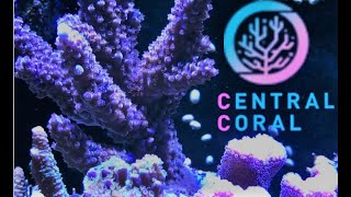 CENTRALCORALさんで初購入！ 激アツ サンゴ専門店 【海水魚水槽】