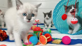 1 Hour of ADORABLE Kitten Therapy