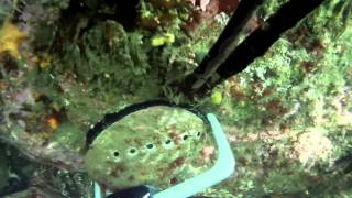 Sonoma Abalone Diving 5-8-13