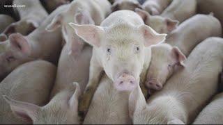 New swine flu isn't passed by humans ... yet