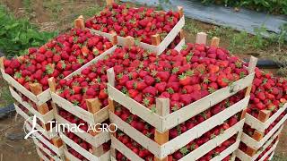 Timac Agro Balkans tehnologija u proizvodnji jagode kod domaćina Jovice Živanovića u Begaljici