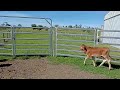 little brahman type fellows