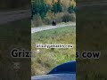 grizzly bear vs cow grizzlies bear cow wildlife shorts