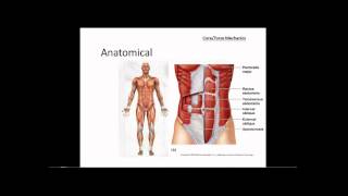 Baseball - Introduction to the Biomechanics of Hitting: Torso Core Mechanics