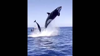 Dolphin dance