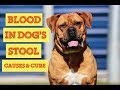 15 Facts About Blood In Dogs Stool You Must Know 15 Facts About Blood In Dogs Stool You Must Know