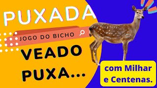 Puxada do Veado Com Milhar e Centenas -  #Puxadaveado #puxadajogodobicho2023 #puxadajbpremiada