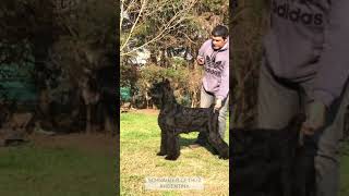 SCHNAUZER CETHUZ KENNEL * Can you Dance like her?