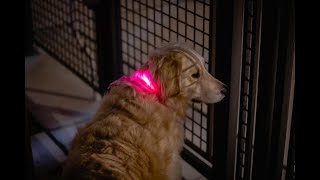 Best and Number One BRIGHTEST LED Dog Collars and Leashes K-9ightLights L.L.C. Light Up Pet Supplies