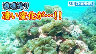 漁礁で大革命！海藻は生やせるぞ！今後の活動を左右する凄い結果が出た！【漁礁造り＃54】