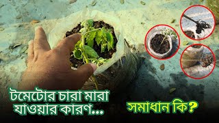 টমেটোর চারা মারা যাওয়ার কারণ । টমেটো গাছ ঝিমিয়ে মারা যাচ্ছে । টমেটোর রোগ ও প্রতিকার ।