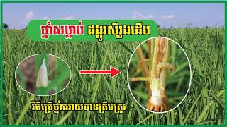 ដង្កូវសុីរូងដើម និងថ្នាំសម្លាប់ដង្កូវសុីរូងដើម