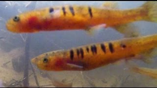 Native Fish: Barred Galaxias (Galaxias fuscus) in the Goulburn River catchment