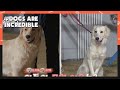 Why are Dori and Rie here? (Dogs are incredible) | KBS WORLD TV 210113