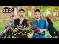 Khanna Pull Sunday Birds Market New Update Top Quality Aseel Murgh Mandi in 2024 |Shahzain Pets Vlog