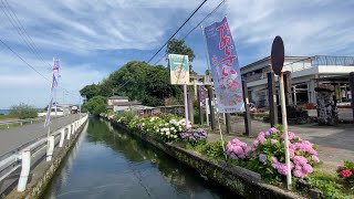 2021/06/07　紫陽花の杜　六條八幡宮　〜高知県高知市〜