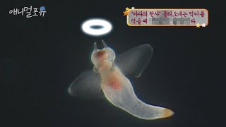 1년에 한 번 먹이를 먹는 바다의 천사 클리오네의 사냥 영상｜KBS 애니멀 스펀지 060304 방송