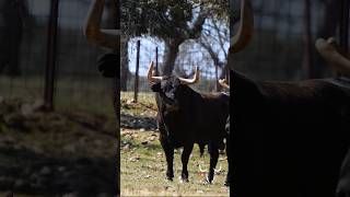 🐂 Toros Pedraza de Yeltes      #toros #tauromaquia #sialostoros #toros #taureau