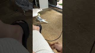 飼い主に呼ばれてマイペースに行くオカメインコのらき。