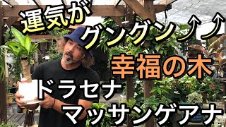 【運気が上がる観葉植物】ドラセナ　マッサンゲアナ　幸福の木