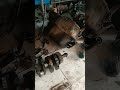 gara gara TIMING BELT mesin jadi AMBROL