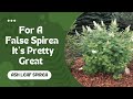 Ash Leaf Spirea | Sorbaria sorbifolia