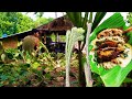 HOW TO COOK ELEPHANT FOOT YAM ( tige ) PROMDI BOY | LIFE IN THE PROVINCE