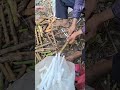 fun job with this rice paper plant herbal medicine plants asmrvideo