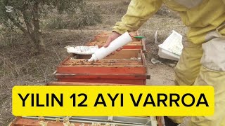 Arılara Varroa İçin Api 10 uygulaması #arıcılık