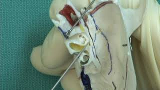 1.7 Step 7. Ampulla and features of the cochlea