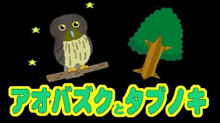 実写＋アニメ「アオバズクとタブノキ」。古都・鎌倉の裏通りにある小さな神社の、タブノキの大木で子育てするアオバズクの物語。