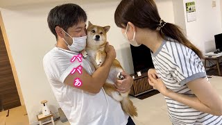 ママに叱られたとたんに女を出してパパに助けを求める柴犬が可愛い