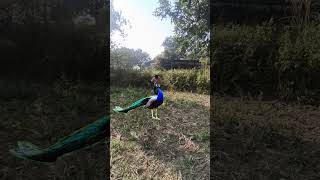 Cute peacock in forest 🦚#vtr #viralvideo #shorts #yt #birds #peacock #youtubeshorts🌳#wildlife