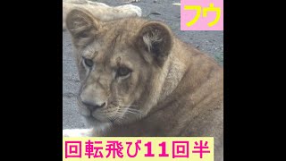 フウちゃん回転ジャンプ１１回半も見せてくれたね🐈釧路でも健康で幸せに暮らしてくださいね