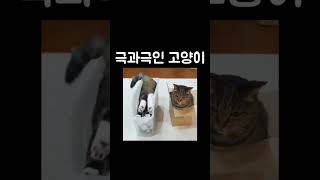 극과극인 고양이#shorts