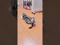 kitten playing with tail