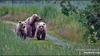 8 Jul 2024: 482 Watches Over Her Three-Year-Old Cubs (explore.org)