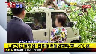 最新》山陀兒狂掃高雄！ 路樹倒塌砸毀車輛 車主好心痛@newsebc