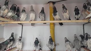 Joray Alag Kar Diyae Sath Parwazi Chat Waly Kabootar