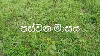 කුරුදු වගාව පස්වන මාසය