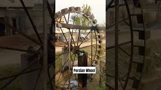 Persian Wheel Irrigation Method |Old Traditional Way of Field Irrigation #villagelifevillage #nature