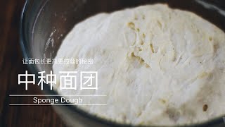 中种面团的制作 | 让面包更柔软拉丝的秘密 How to make sponge dough