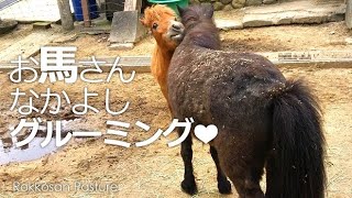 仲良しお馬さんのグルーミングに入れてもらえない牛のランボルギーニさん【六甲山牧場】自分のコトを馬だと思ってる牛のランボルギーニさんグルーミングに混ぜてもらえず撃沈..