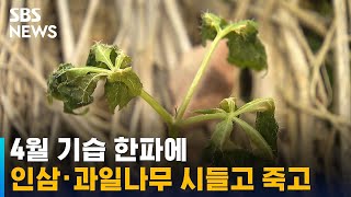 4월 기습 한파에 인삼 · 과일나무 시들고 죽고… / SBS