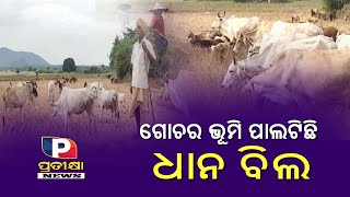 ଗୋଚର ଭୂମି ପାଲଟିଛି ଧାନ ବିଲ l #pratikshanews