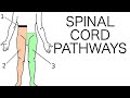 Spinal Cord Pathways