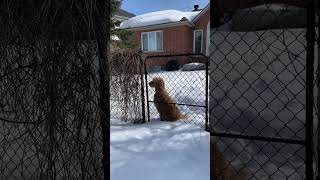 Lola meets a buddy on the trail #lola #golden